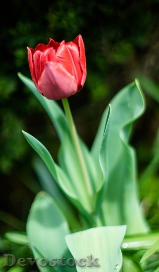 Devostock Tulip beautiful  (496)