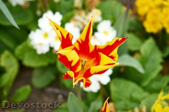 Devostock Tulip beautiful  (498)