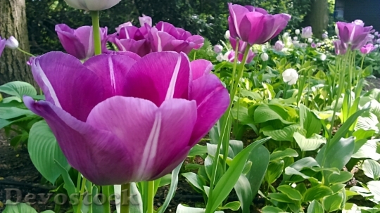 Devostock Tulip beautiful  (499)
