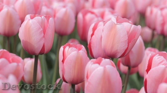 Devostock Tulip beautiful  (50)