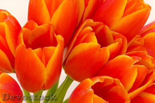 Devostock Tulip beautiful  (53)