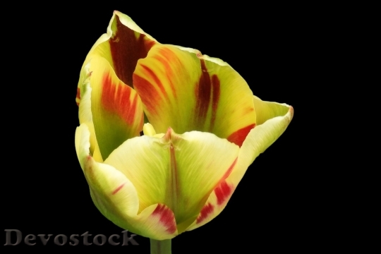 Devostock Tulip beautiful  (54)