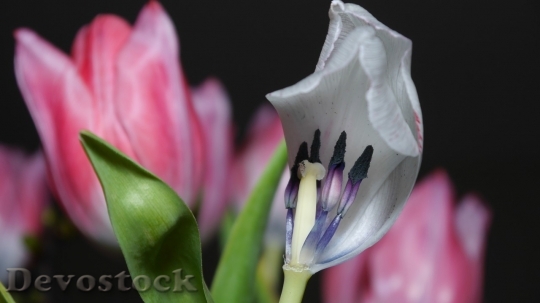 Devostock Tulip beautiful  (60)