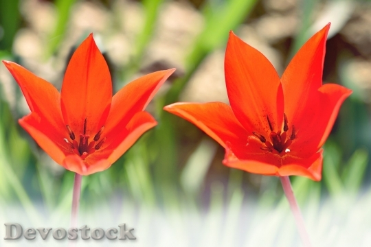 Devostock Tulip beautiful  (61)