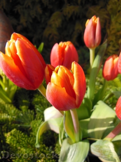 Devostock Tulip beautiful  (62)