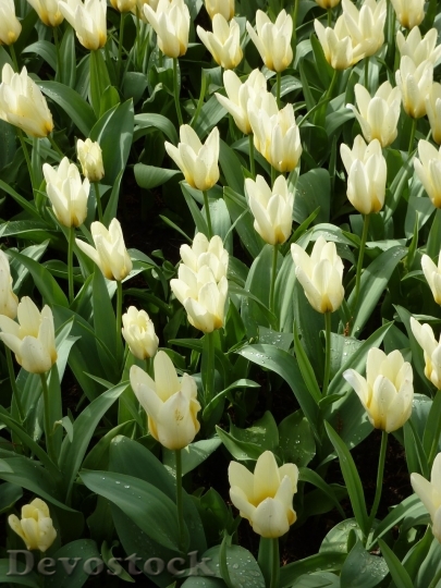 Devostock Tulip beautiful  (63)