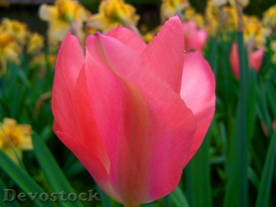 Devostock Tulip beautiful  (65)