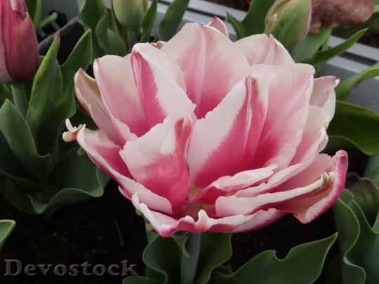 Devostock Tulip beautiful  (67)