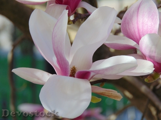 Devostock Tulip beautiful  (69)