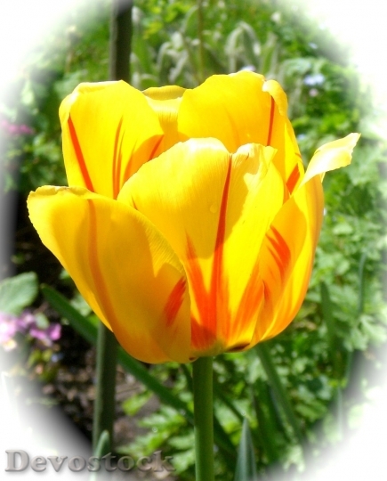 Devostock Tulip beautiful  (72)