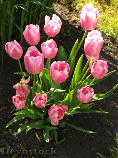 Devostock Tulip beautiful  (73)