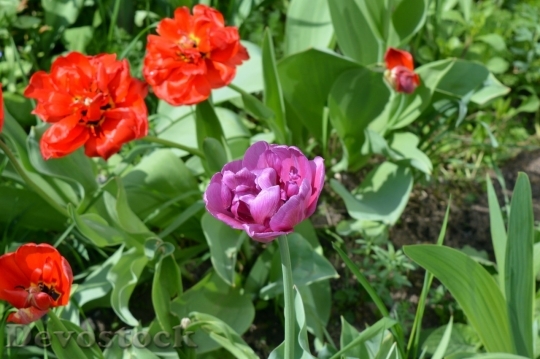 Devostock Tulip beautiful  (74)