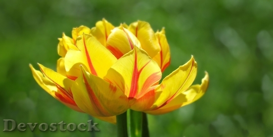 Devostock Tulip beautiful  (75)
