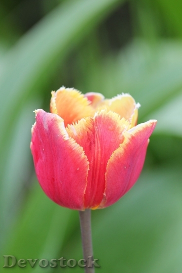 Devostock Tulip beautiful  (78)