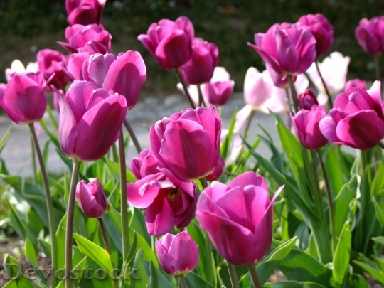 Devostock Tulip beautiful  (81)