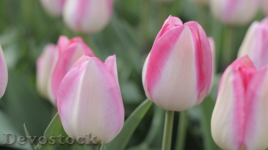 Devostock Tulip beautiful  (83)