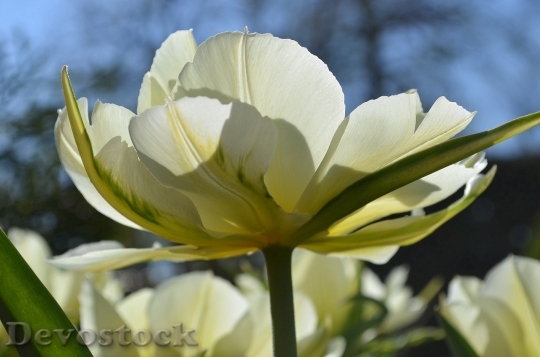 Devostock Tulip beautiful  (85)