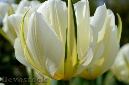 Devostock Tulip beautiful  (87)