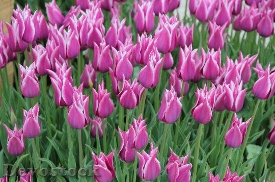 Devostock Tulip beautiful  (89)