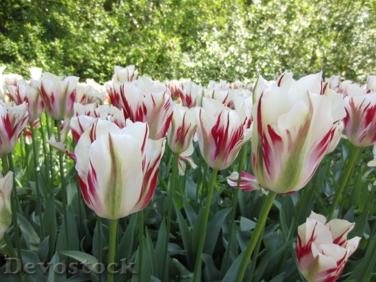 Devostock Tulip beautiful  (9)