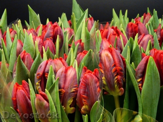 Devostock Tulip beautiful  (90)