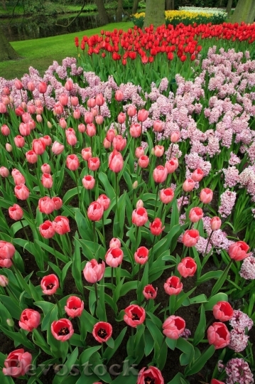 Devostock Tulip beautiful  (91)