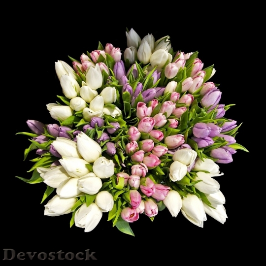Devostock Tulip beautiful  (92)