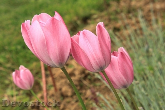 Devostock Tulip beautiful  (94)