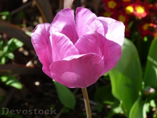 Devostock Tulip beautiful  (95)