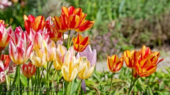 Devostock Tulip beautiful  (96)
