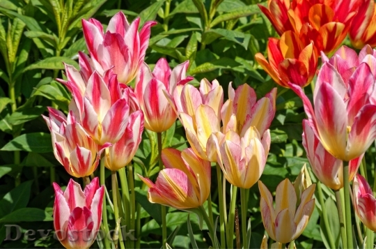 Devostock Tulip beautiful  (97)