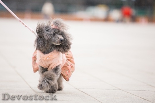 Devostock Very cute dog with beautiful fur  (40)