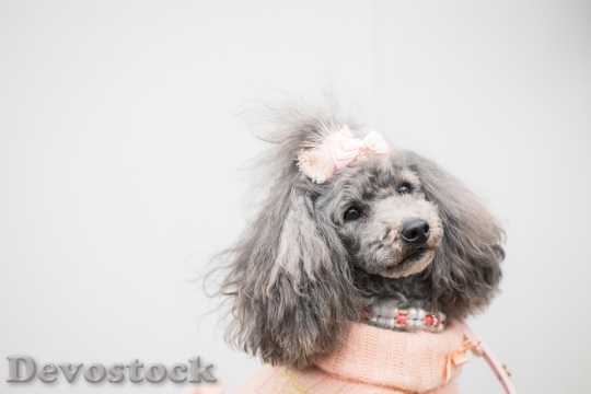 Devostock Very cute dog with beautiful fur  (42)