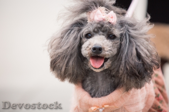 Devostock Very cute dog with beautiful fur  (47)