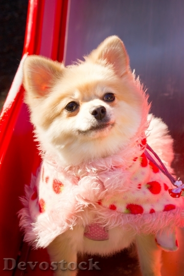 Devostock Very cute dog with beautiful fur  (75)
