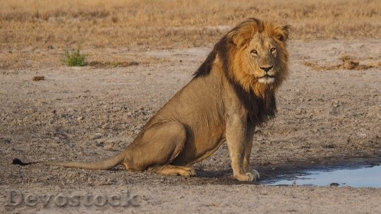 Devostock Wild lions