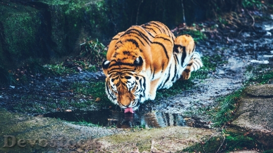Devostock Wild lions and tigers (4)