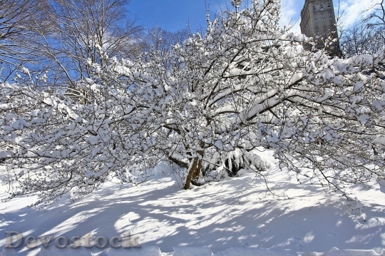 Devostock Winter cold snow  (184)