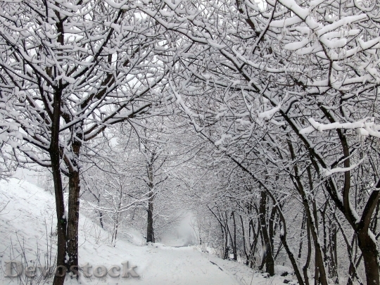 Devostock Winter cold snow  (236)