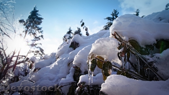 Devostock Winter cold snow  (62)