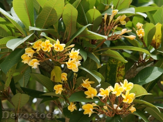 Devostock yellowfrangipani-dsc00857-wp