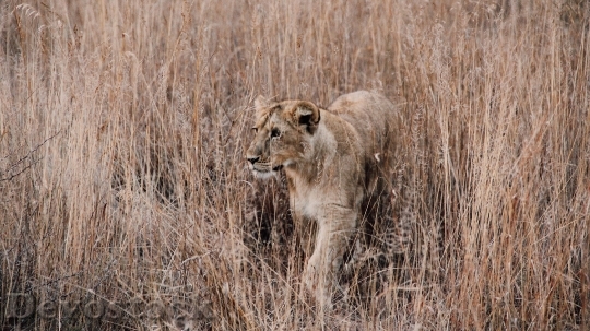 Devostock Young lions  (1)