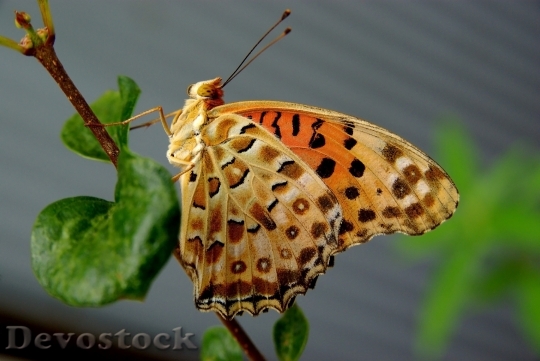 Devostock A Argynnis Butterfly In
