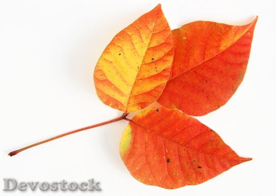 Devostock A Bunch Fall Leaves