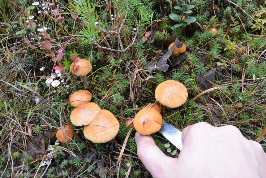Devostock A Lot Mushrooms Delicious