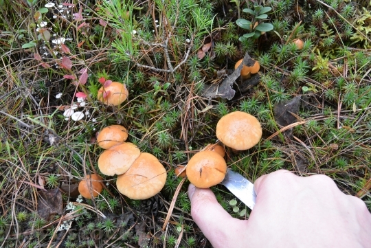 Devostock A Lot Mushrooms Delicious