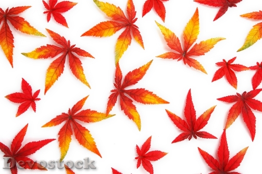Devostock Abstract Autumn Background Bright 1