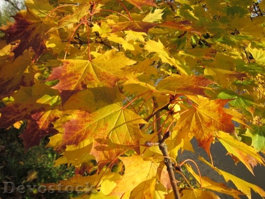 Devostock Acer Maple Leaves Season