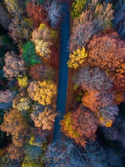 Devostock Aerial View Autumn Leaves