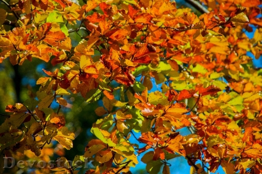 Devostock Aesthetic Autumn Leaves Colorful 1